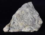 Tentaculites sp. SCHLOTHEIM 1820 - Bild © FossNet FossilienStore